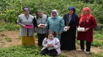 Karadeniz kadınları dağ çileğinden para kazanıyor